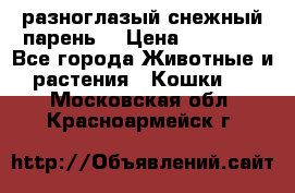 разноглазый снежный парень. › Цена ­ 10 000 - Все города Животные и растения » Кошки   . Московская обл.,Красноармейск г.